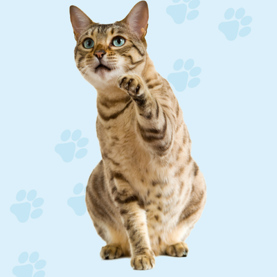GATOS